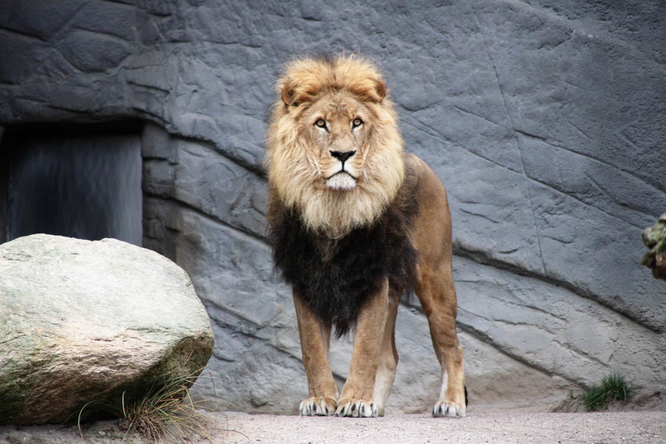 日本和歌山有動物園
 兩隻獅子感染新冠死亡