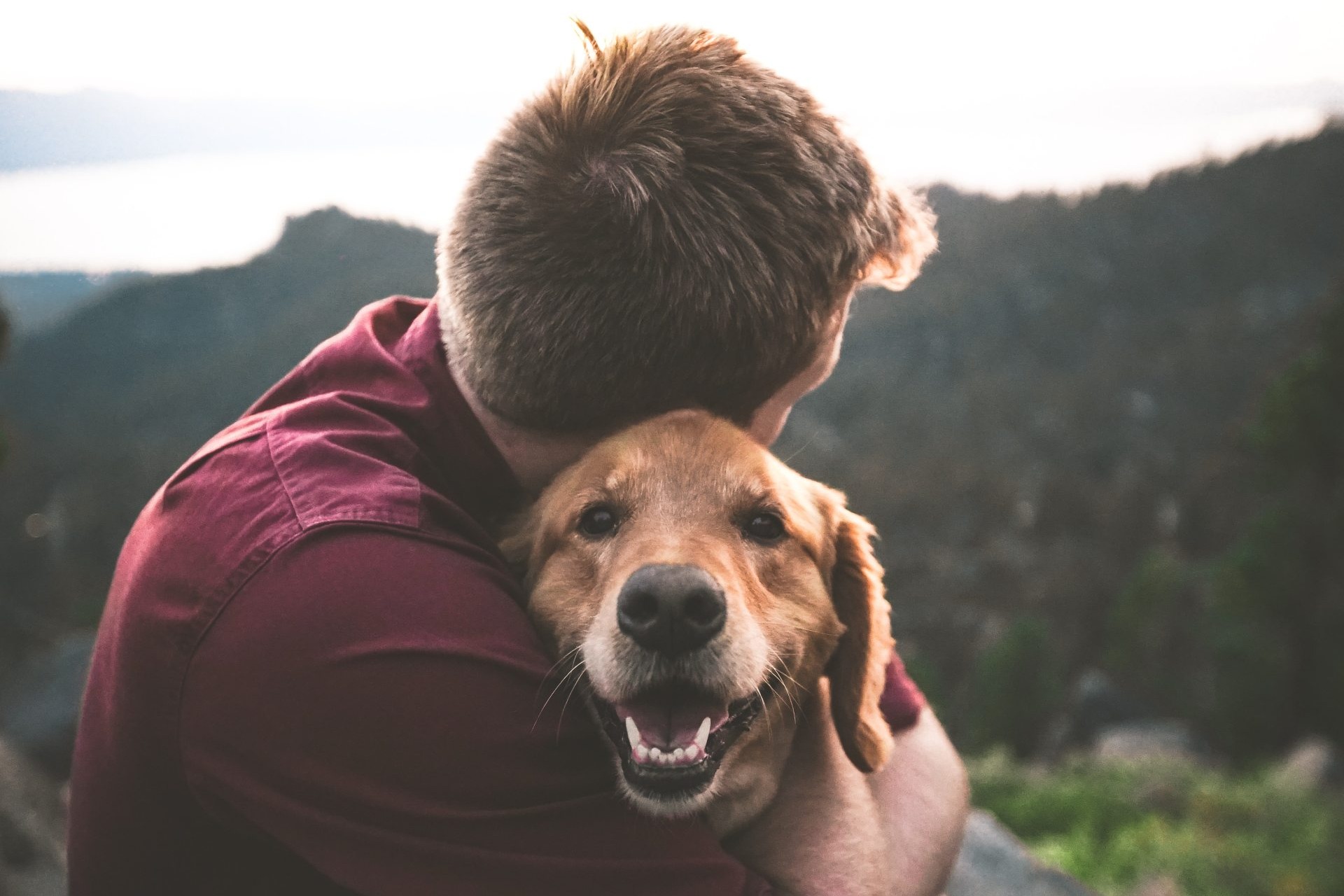 研究：狗狗感情好豐富 見到主人時會喜極而泣
