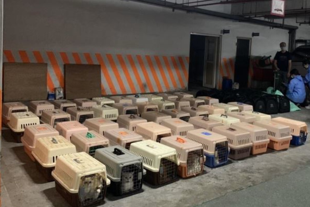 台灣「安樂死」154隻走私寵物貓 引起爭議