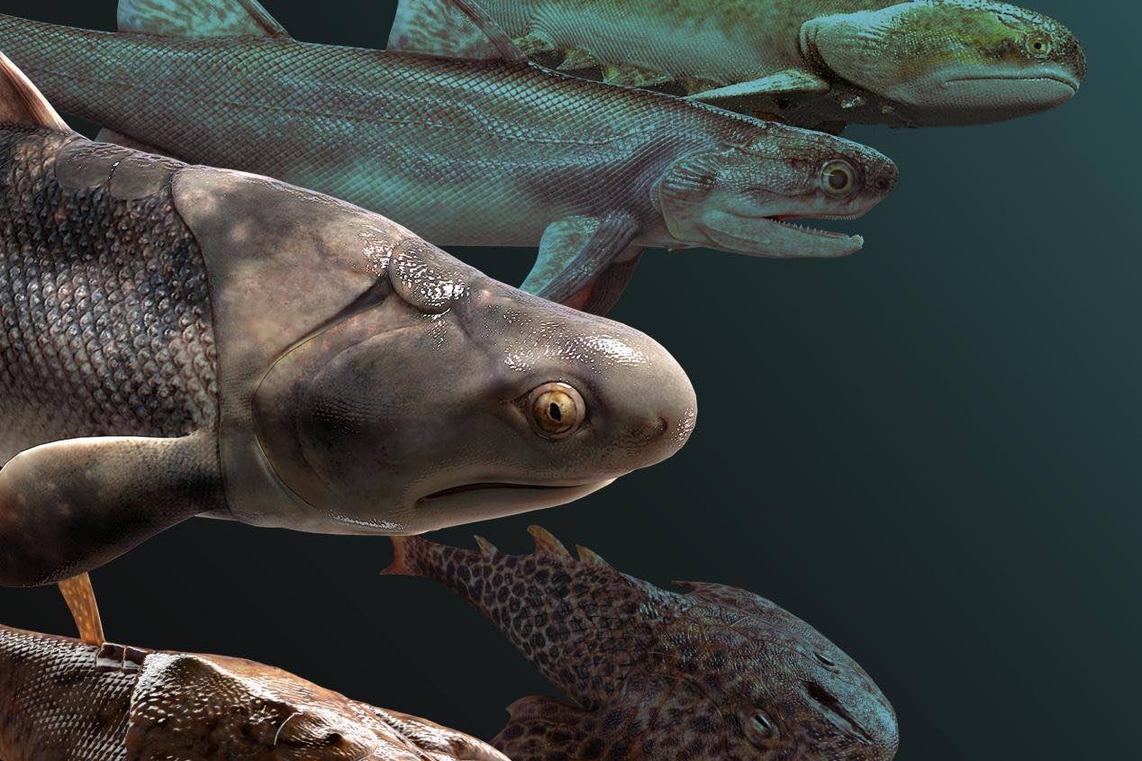 渝貴化石揭人類從魚進化 5種古魚撥開關鍵演化迷霧