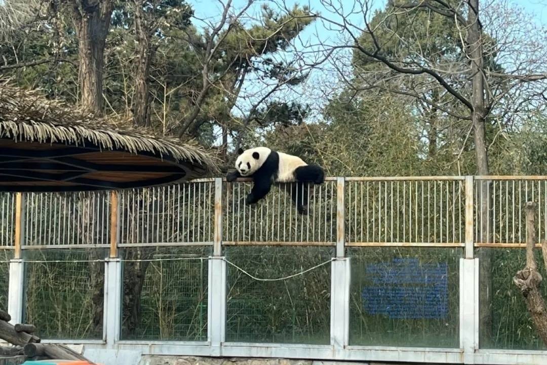 北京動物園熊貓逃獄 終為食物放棄「自由」
