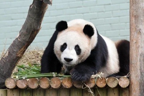 英國唯一一對大熊貓
 將於12月被送返中國