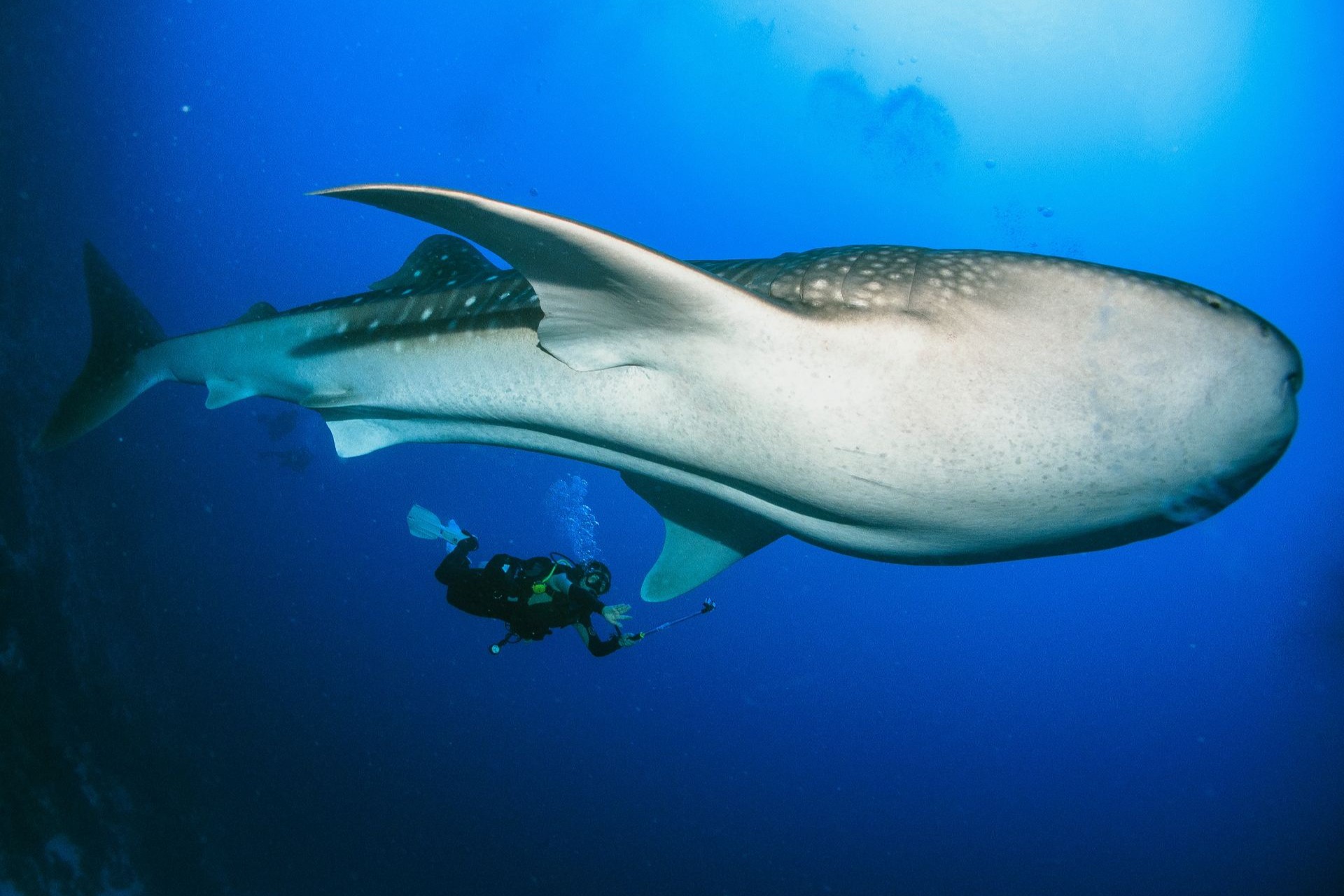 研究：藍鯨每日吞43.6公斤塑膠微粒 至少有1500種野生物種會攝入塑料