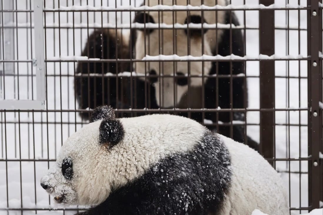 芬蘭動物園「嫌米貴」擬歸還大熊貓 職員曾唱鄧麗君名曲助解鄉愁