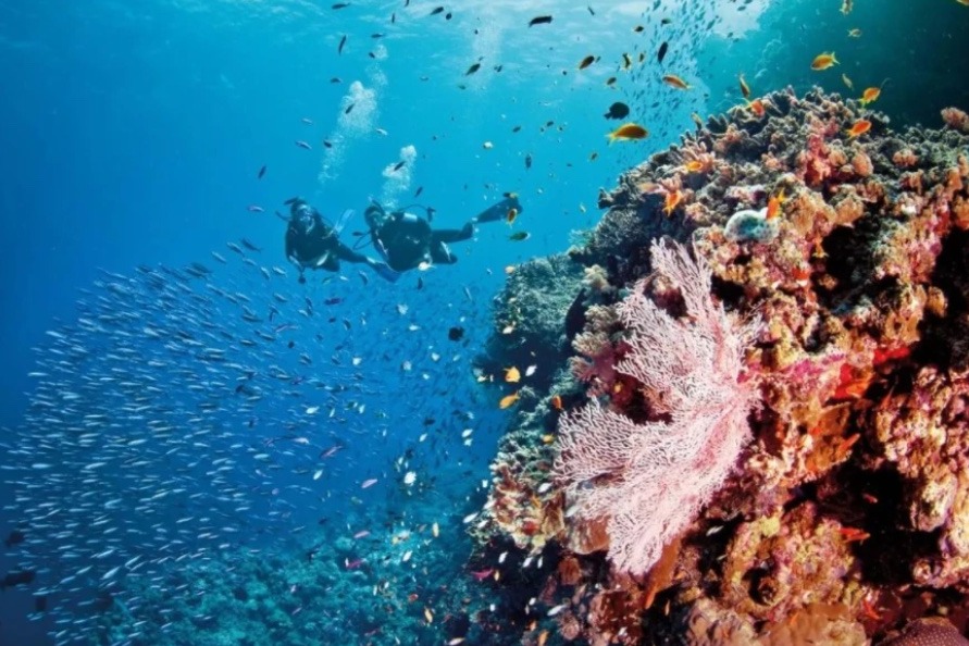 聯合國擬將大堡礁列入瀕危世遺 澳洲政府為乜反對？