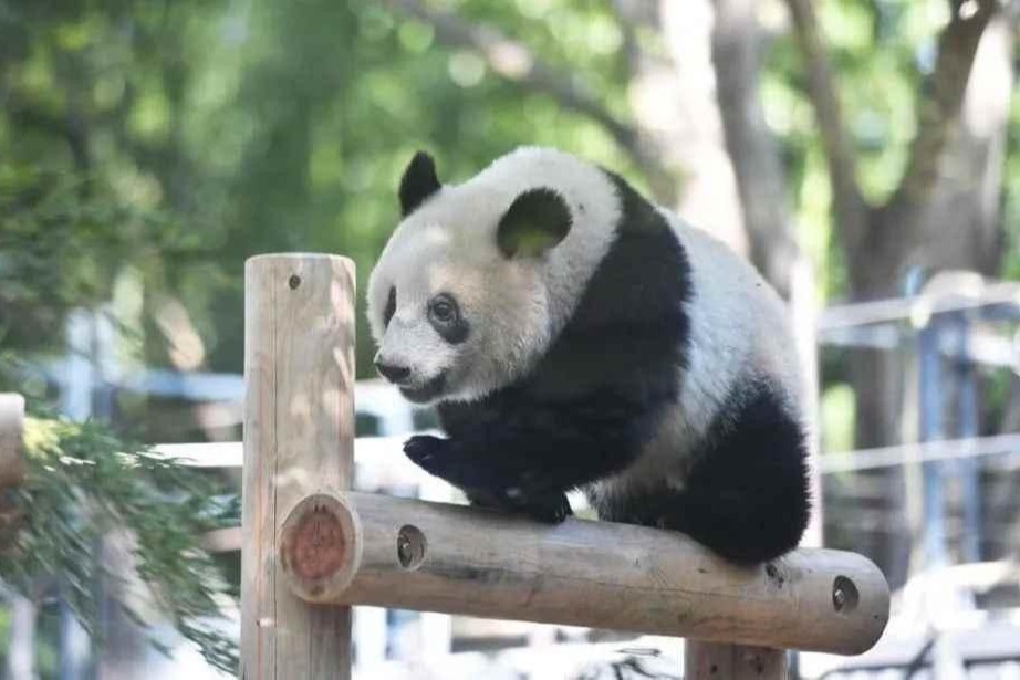 日本四度推遲歸還 大熊貓「香香」予中國