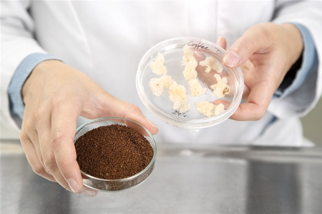 使用細胞培植肉原理
 實驗室養出永續咖啡