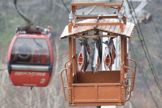 北海道牧場三文魚餵熊
 用高空纜車風乾式曬魚